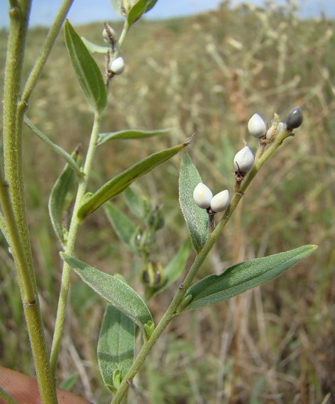 Изображение особи Lithospermum officinale.