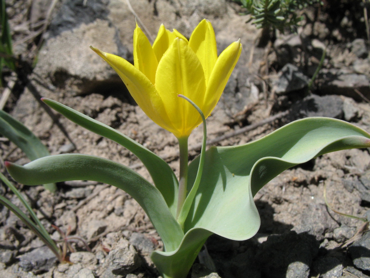 Image of Tulipa brachystemon specimen.