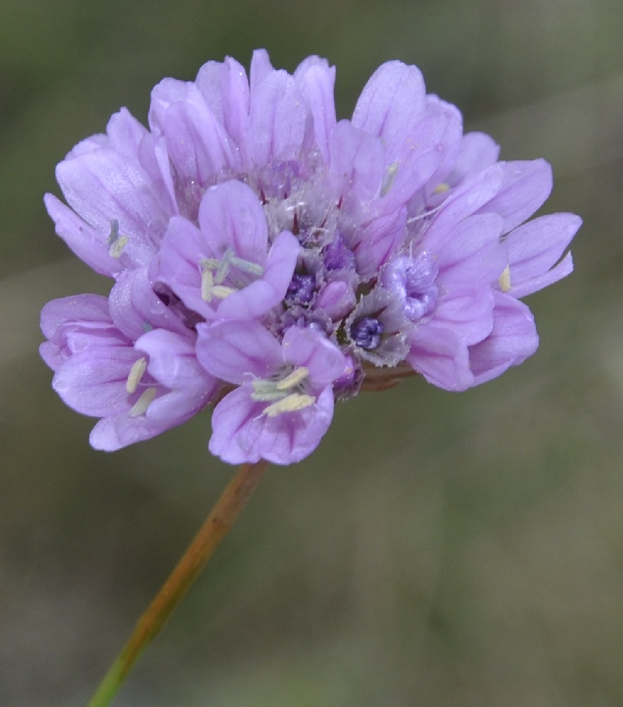 Image of Armeria canescens specimen.