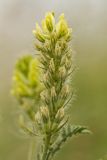 Oxytropis pilosa