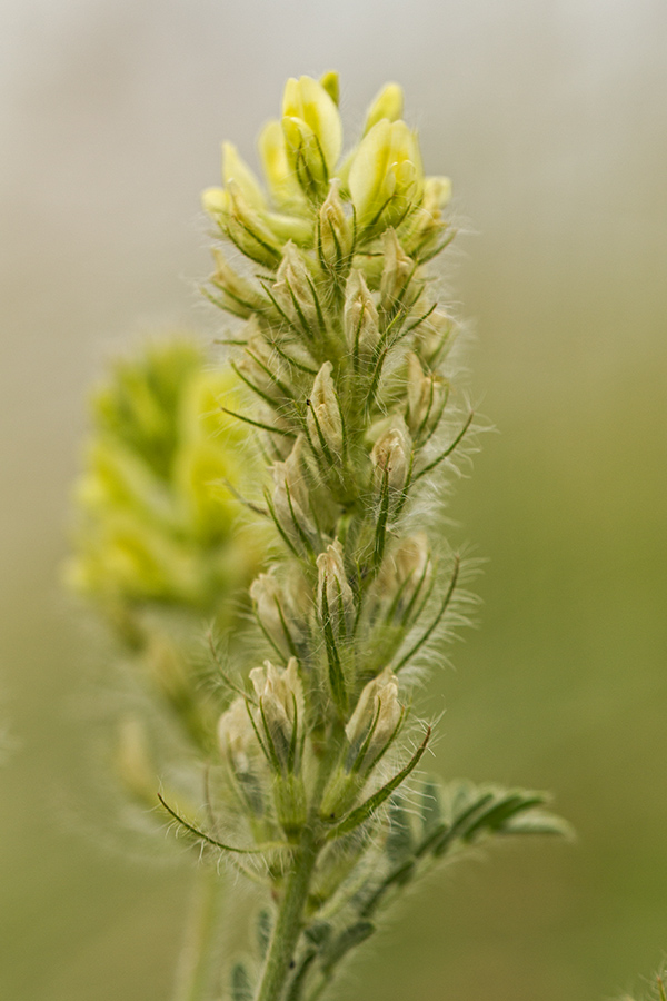 Image of Oxytropis pilosa specimen.