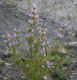 Galeopsis ladanum
