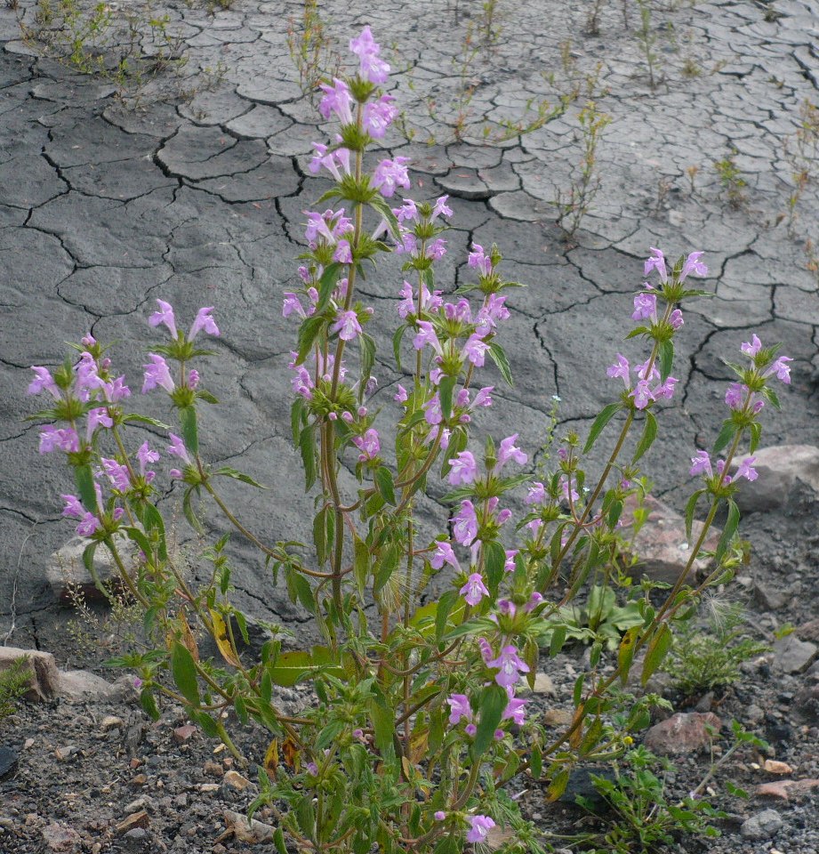 Изображение особи Galeopsis ladanum.