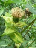 Cirsium oleraceum. Верхушка цветущего растения. Санкт-Петербург, Выборгский р-н, парк «Сосновка», у края дороги. 17.08.2014.