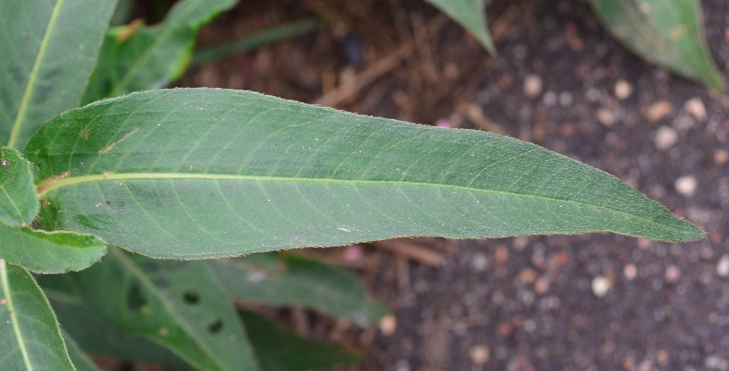 Image of Persicaria amphibia specimen.