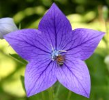 Platycodon grandiflorus. Цветок с фуражирующей пчелой. Германия, г. Дюссельдорф, Ботанический сад университета. 03.07.2014.