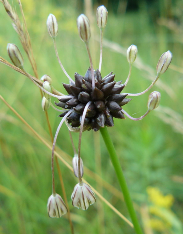 Image of Allium oleraceum specimen.