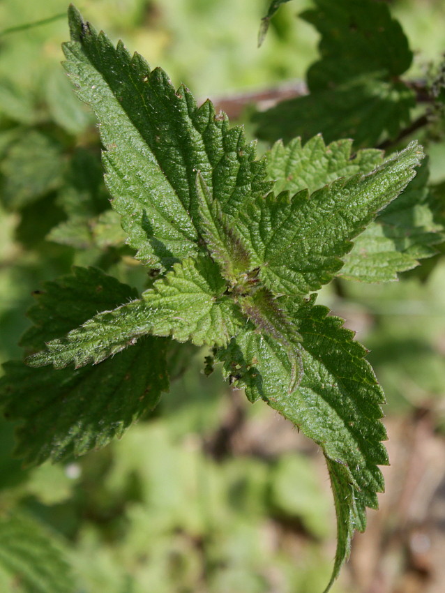 Image of Urtica dioica specimen.