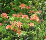 род Rhododendron. Верхняя часть цветущего растения. Приморский край, Владивосток, Ботанический сад. 02.06.2008.