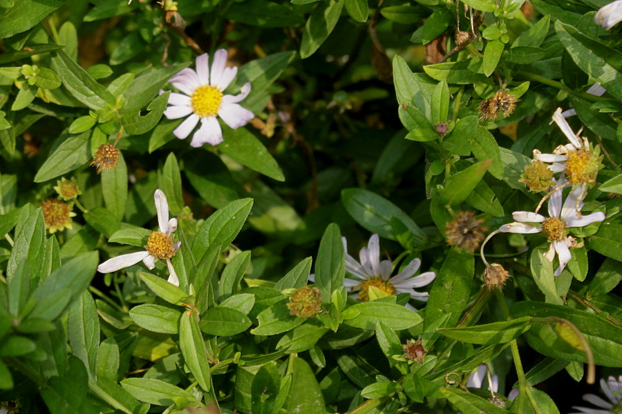 Image of Boltonia asteroides var. latisquama specimen.