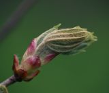 Aesculus hippocastanum. Распускающийся лист. Московская обл., Раменский р-н, окр. дер. Хрипань, садовый участок. 04.05.2014.