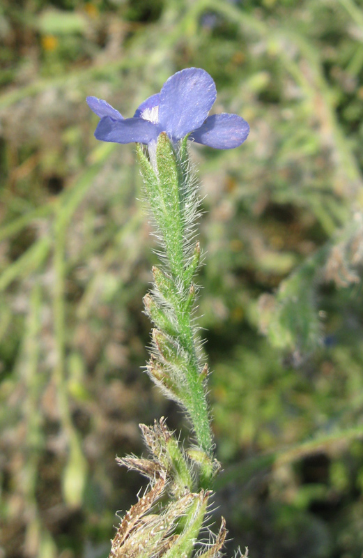 Изображение особи Anchusa azurea.