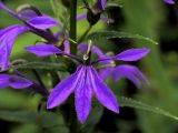 Lobelia sessilifolia. Цветок. Камчатский край, Елизовский район, пойма реки Халактырка, заболоченный луг. 21.07.2006.