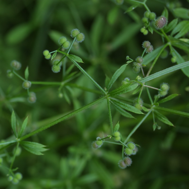 Image of Galium vaillantii specimen.