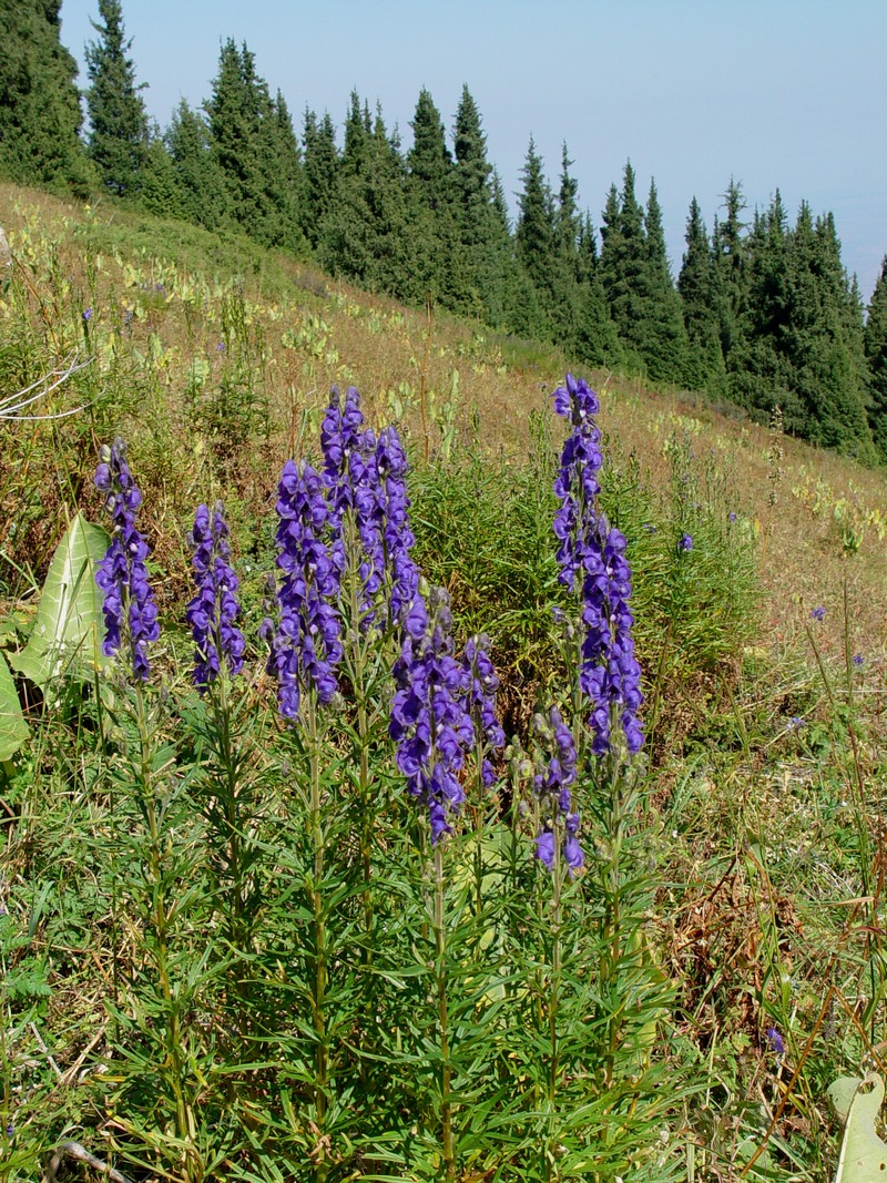 Изображение особи Aconitum soongaricum.