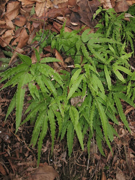 Изображение особи Pteris cretica.