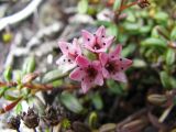 Loiseleuria procumbens