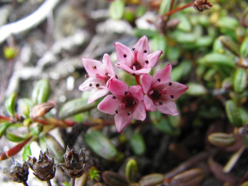 Изображение особи Loiseleuria procumbens.