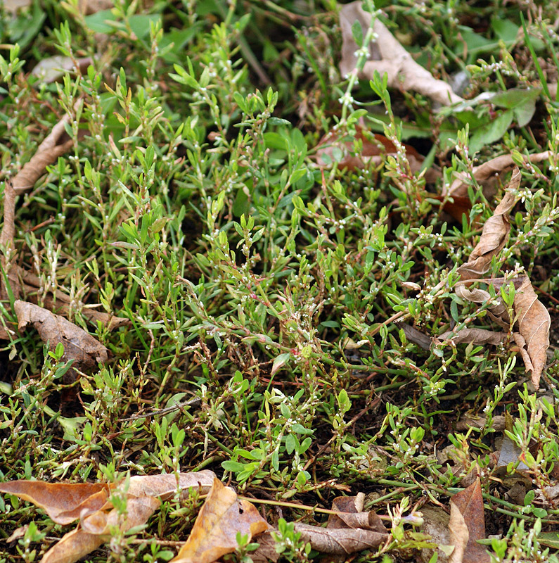 Image of Polygonum aviculare specimen.