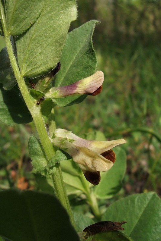 Image of Vicia narbonensis specimen.