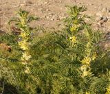 Astragalus sieversianus. Цветущее растение. Кыргызстан, Чуйская обл., предгорье восточнее с. Орто-Сай. 29.04.2015.