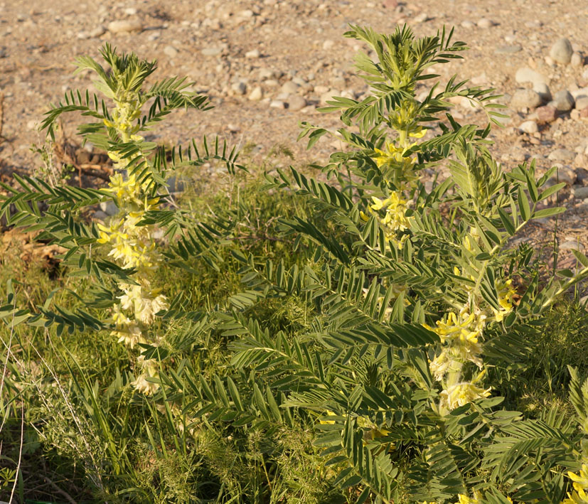 Изображение особи Astragalus sieversianus.