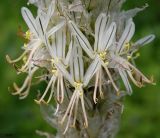 Asphodeline taurica