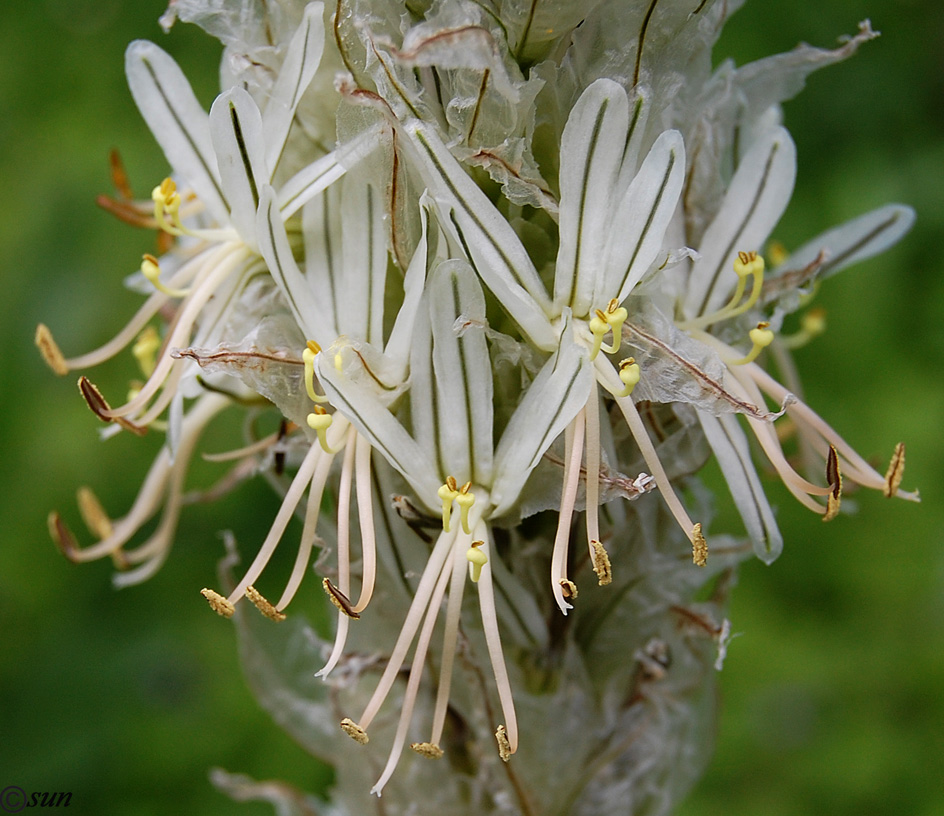 Изображение особи Asphodeline taurica.