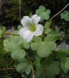 Saxifraga sibirica