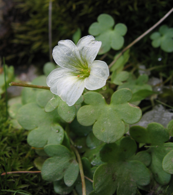 Изображение особи Saxifraga sibirica.