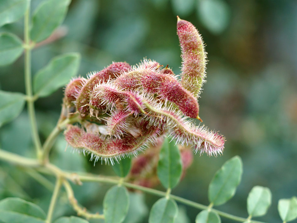 Изображение особи Glycyrrhiza shiheziensis.