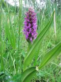 Dactylorhiza incarnata. Цветущее растение. Подмосковье, Одинцовский р-н, окр. г. Кубинка, сырой луг на берегу пруда. 28.05.2014.