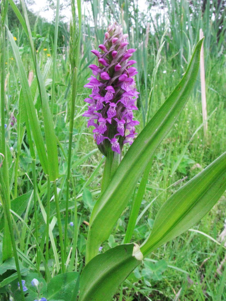 Изображение особи Dactylorhiza incarnata.