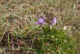 Gentianella crispata. Цветущее растение. Черногория, нац. парк Дурмитор, к северу от г. Жабляк, используемая под выпас каменистая горная степь. 15.10.2014.