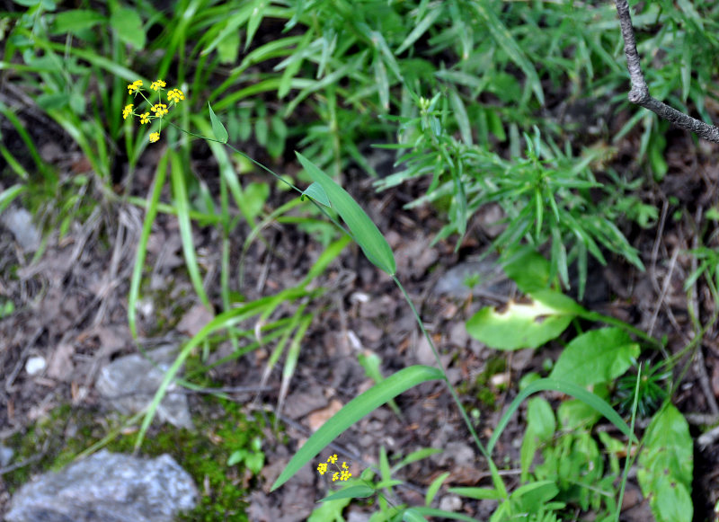 Изображение особи Bupleurum polyphyllum.