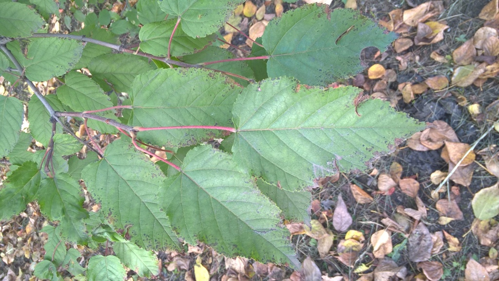 Image of Acer tataricum specimen.