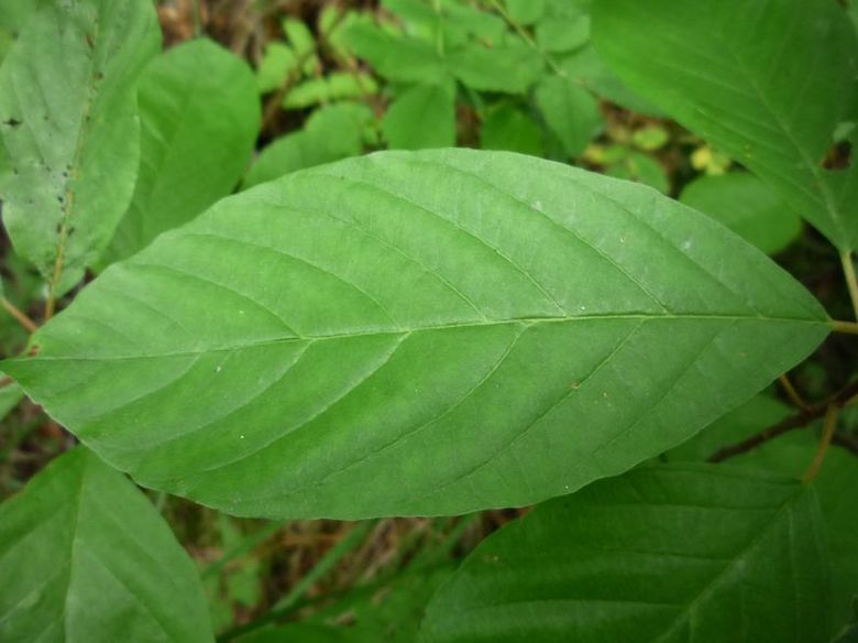 Image of Frangula alnus specimen.