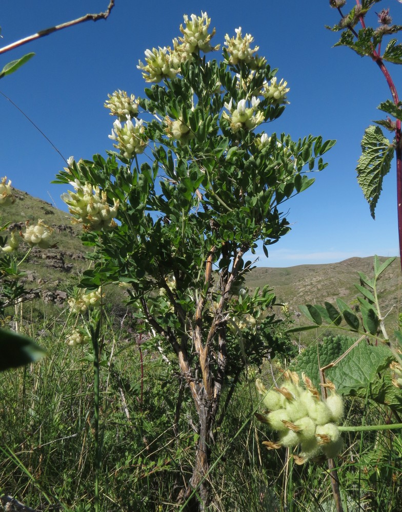 Изображение особи Astragalus xanthotrichos.