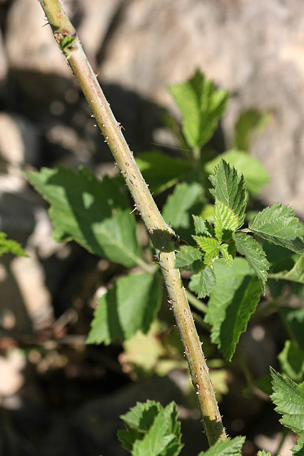 Изображение особи Rubus caesius.