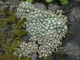 Sempervivum arachnoideum