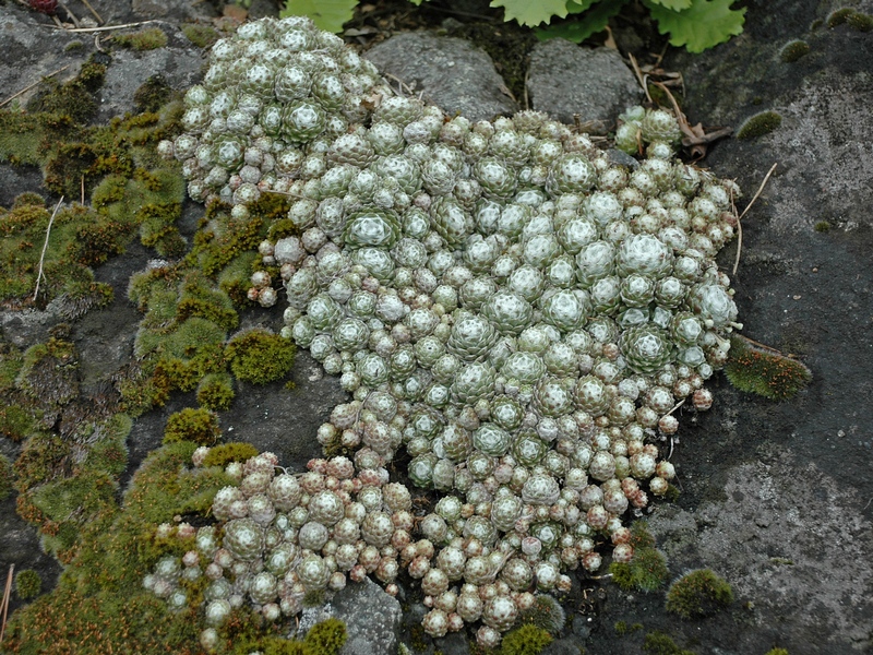 Image of Sempervivum arachnoideum specimen.