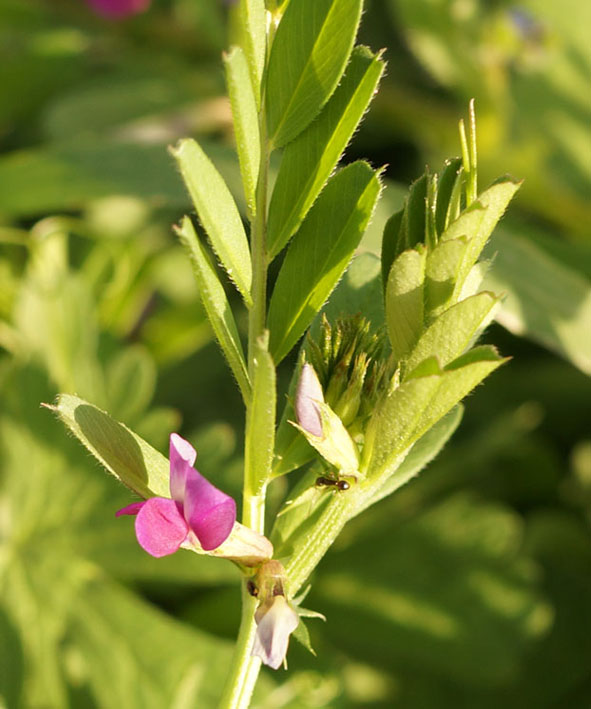 Изображение особи Vicia angustifolia.