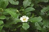 Mespilus germanica