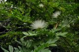 Calliandra haematocephala. Ветви с распустившимися соцветиями (белоцветковая форма). Сингапур, Singapore Botanic Gardens. 18.08.2014.