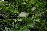 Calliandra haematocephala