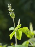 Thermopsis lupinoides. Верхушка побега с бутонами. Мурманск, МГГУ, в культуре. 23.06.2015.