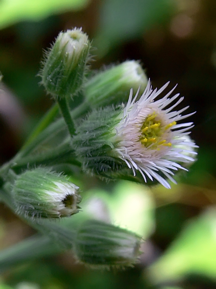 Изображение особи Erigeron podolicus.