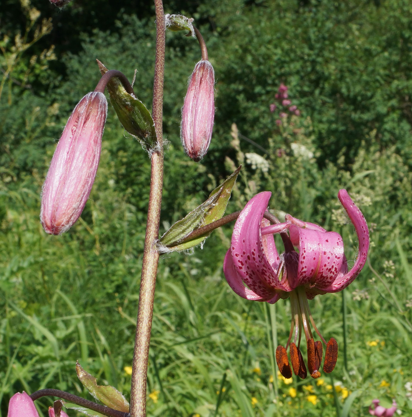 Изображение особи Lilium pilosiusculum.