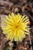 Taraxacum turcomanicum. Соцветие. Южный Казахстан, горы Алатау (Даубаба), Карьерное ущелье. 13.08.2014.