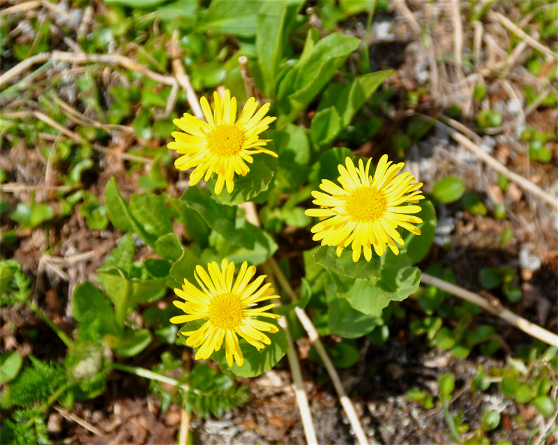 Image of Doronicum altaicum specimen.